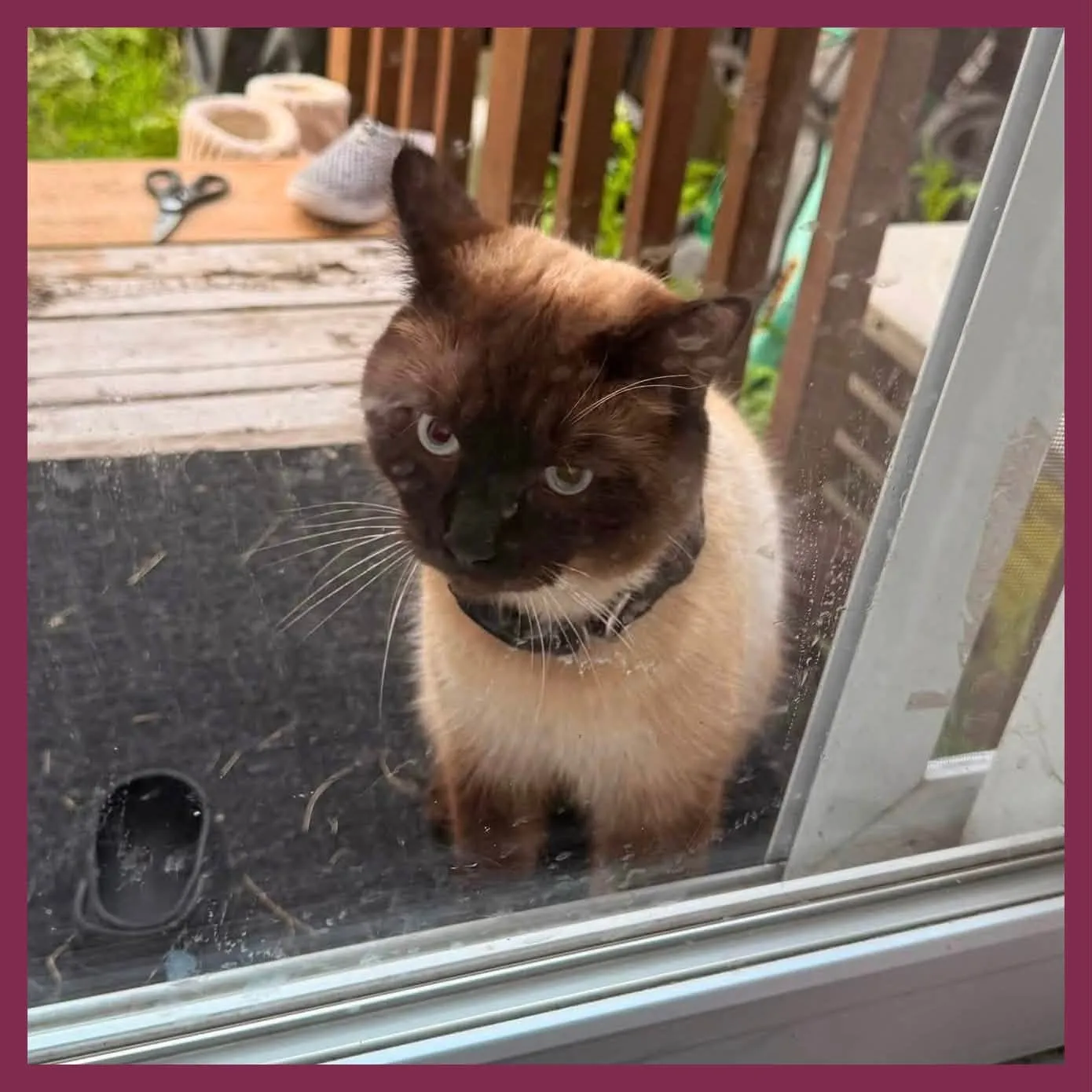 Found cat