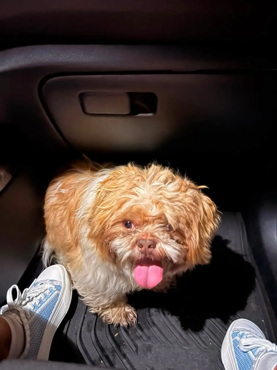 Found dog