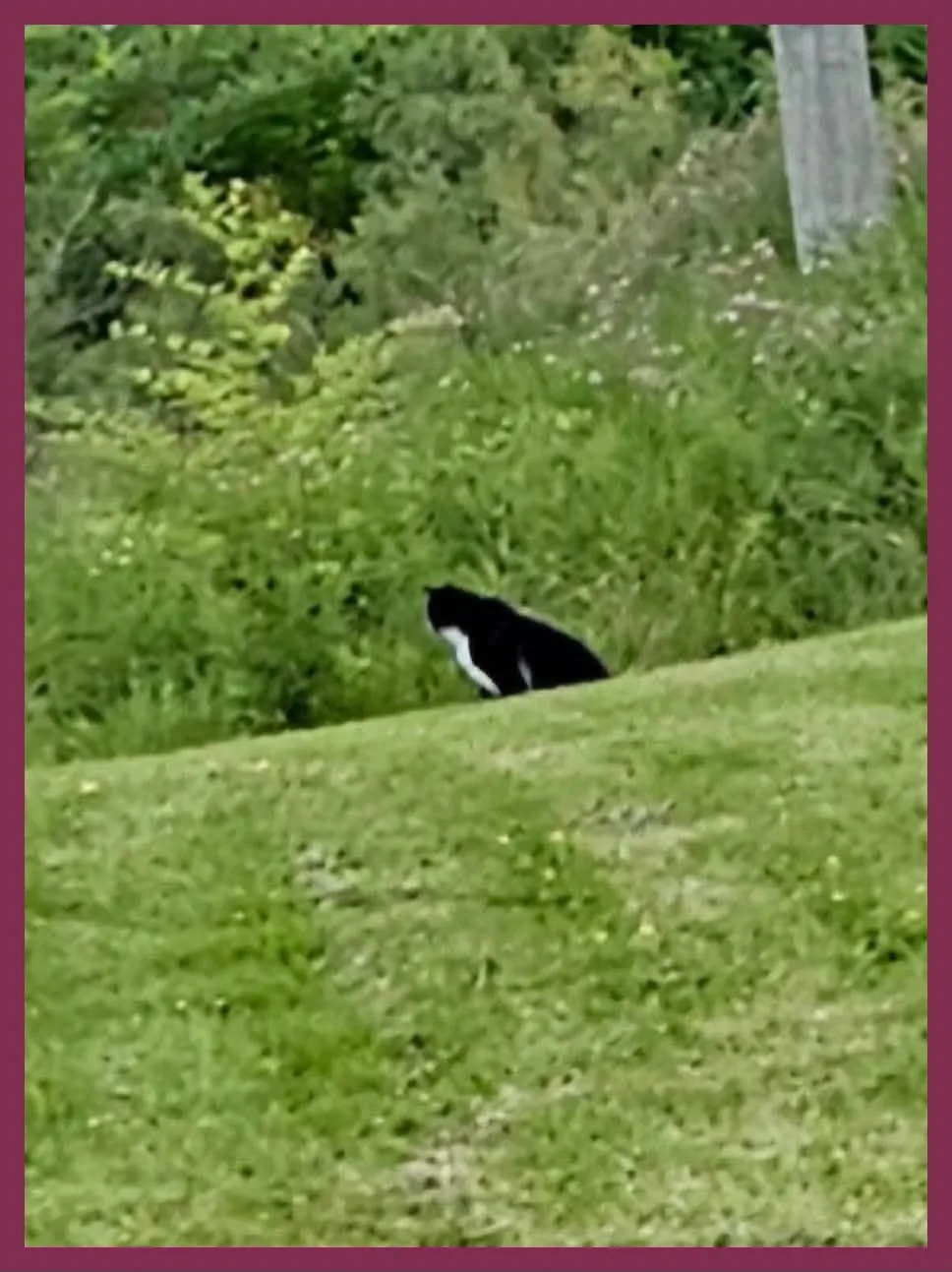 Found cat