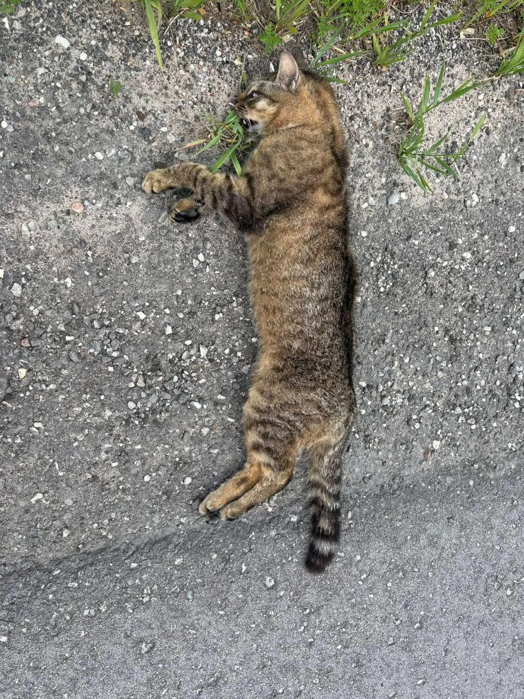 Found cat