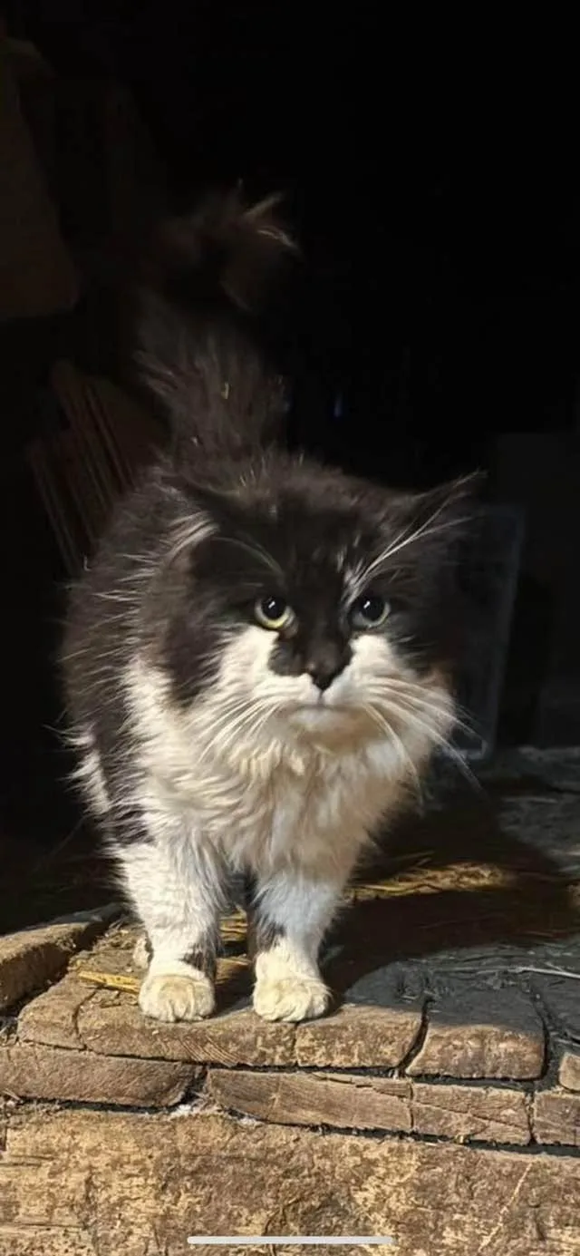 Found cat