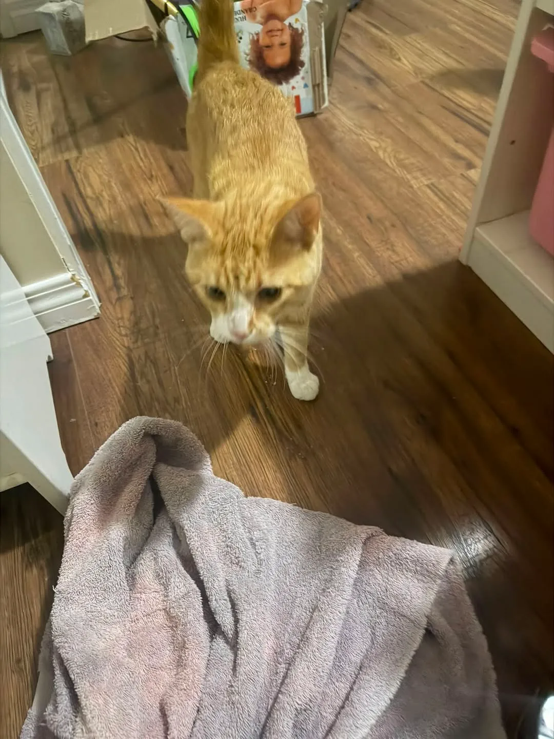 Found cat