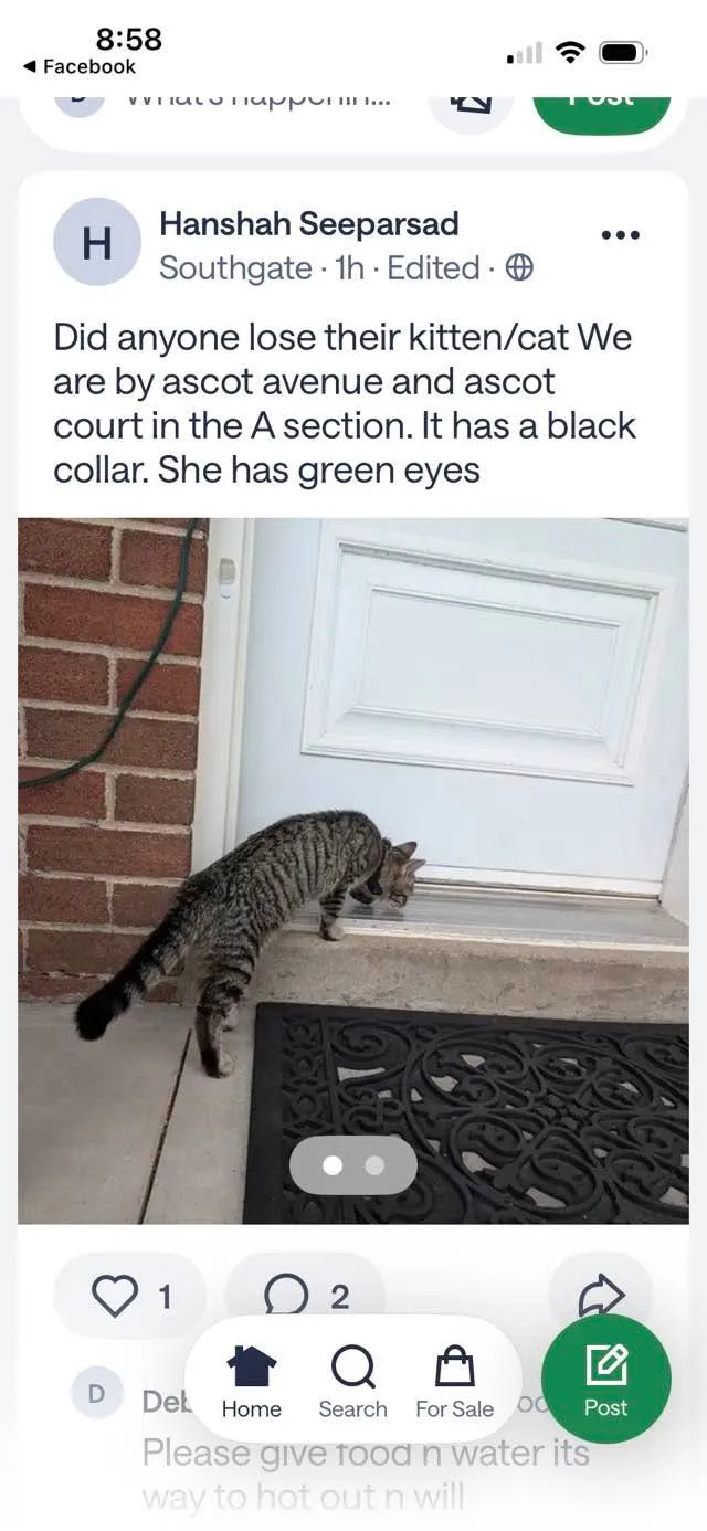 Found cat