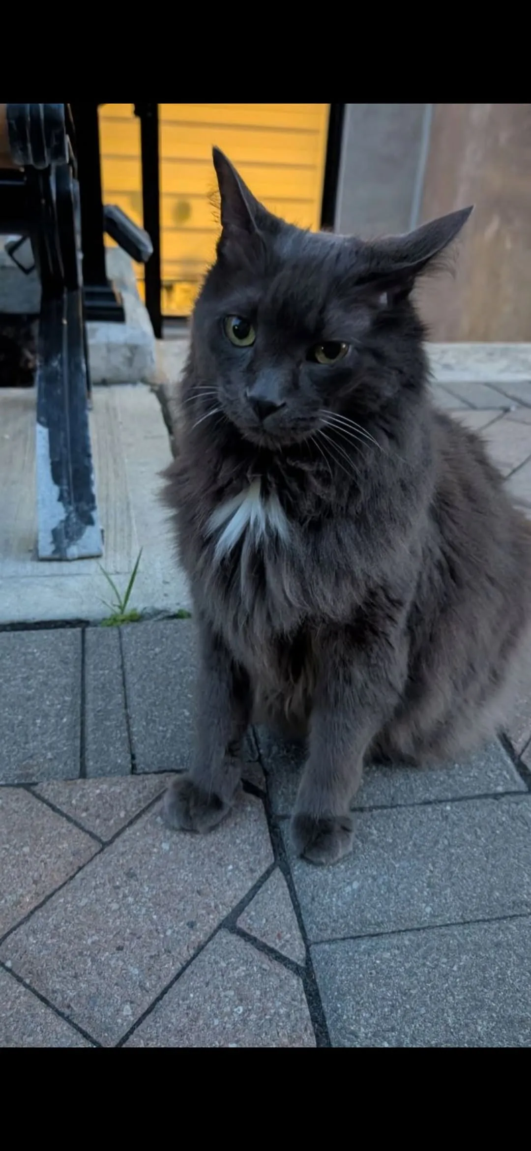 Found cat