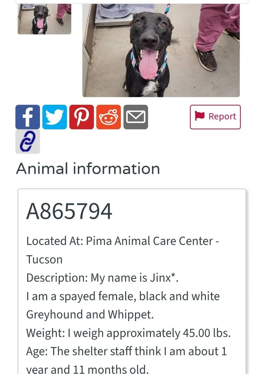 Found dog