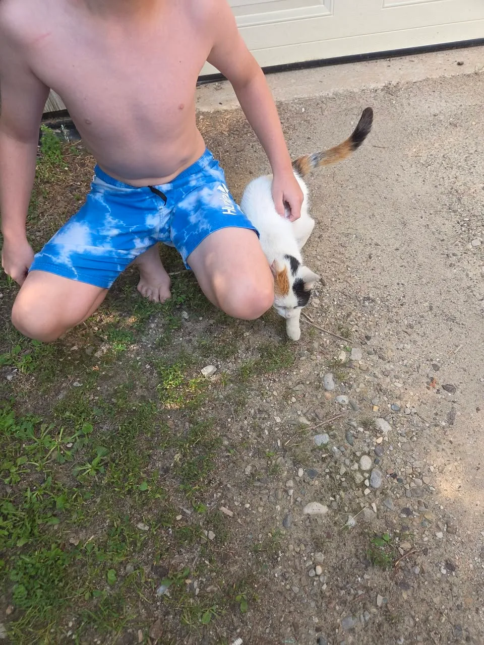 Found cat