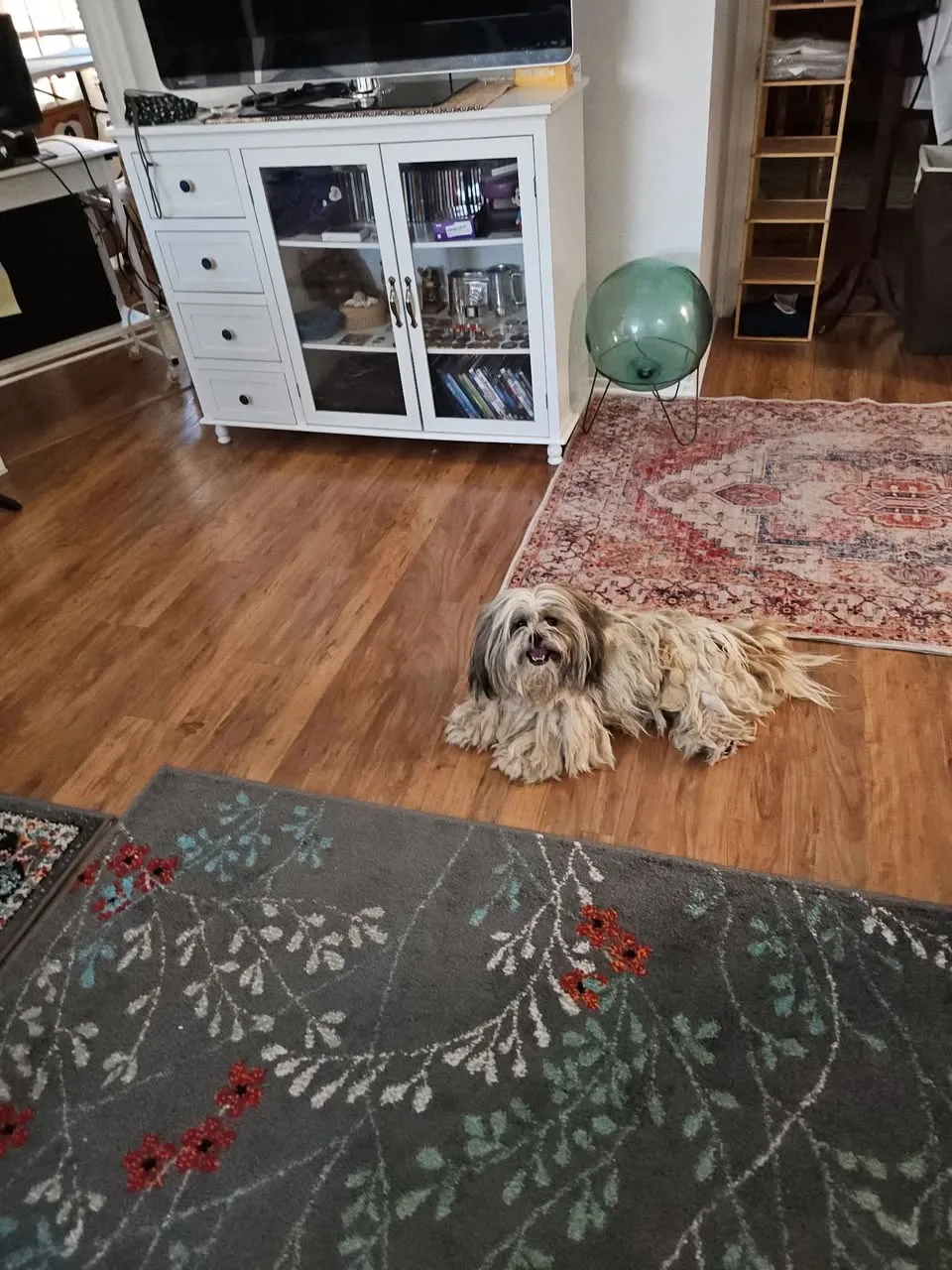 Found dog