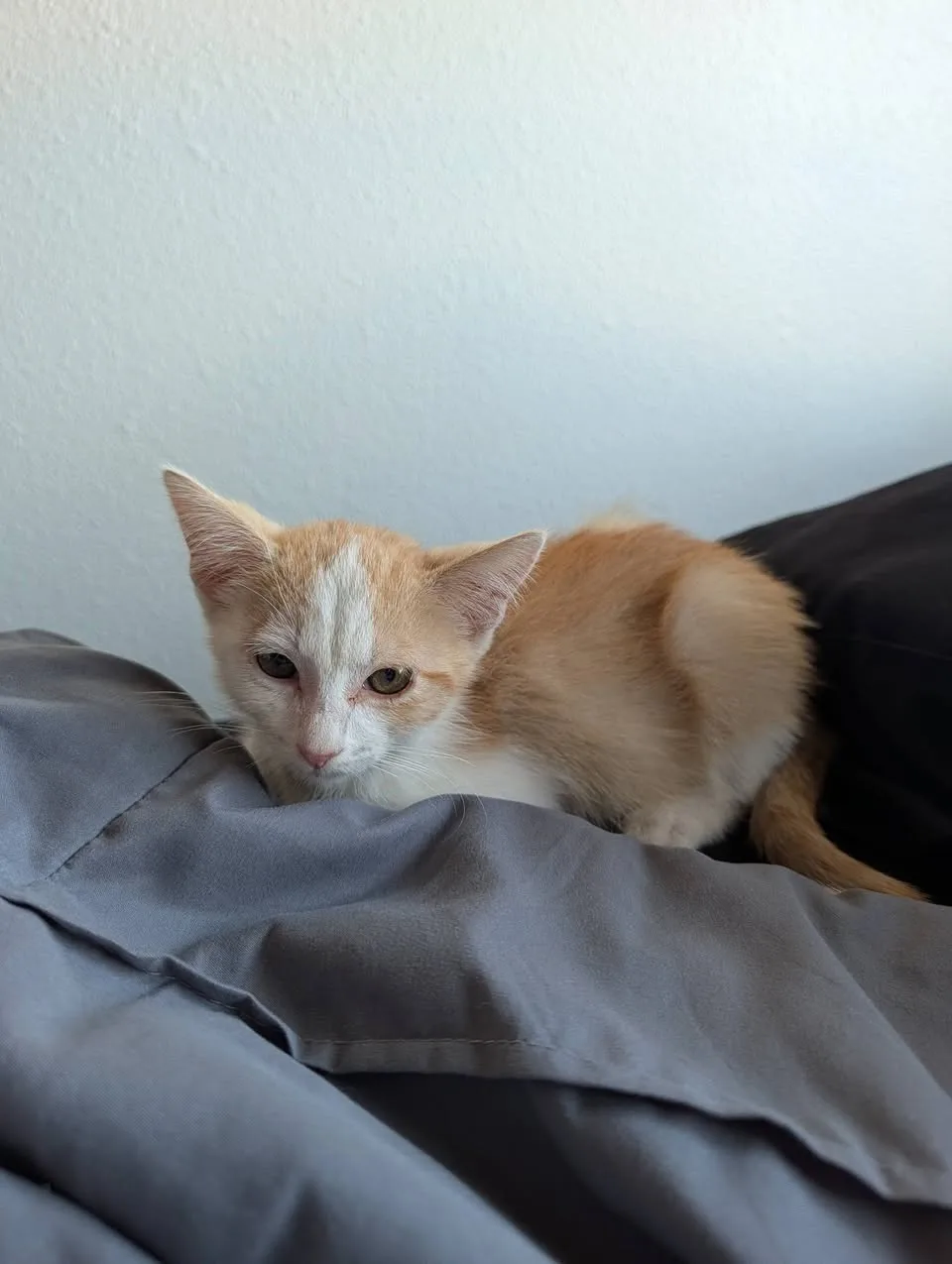 Found cat