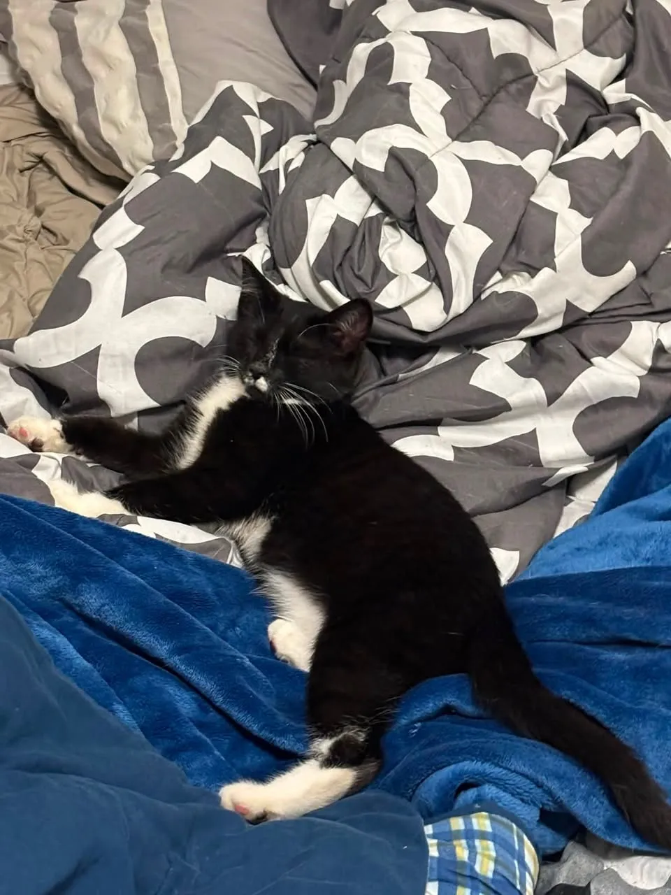Found cat