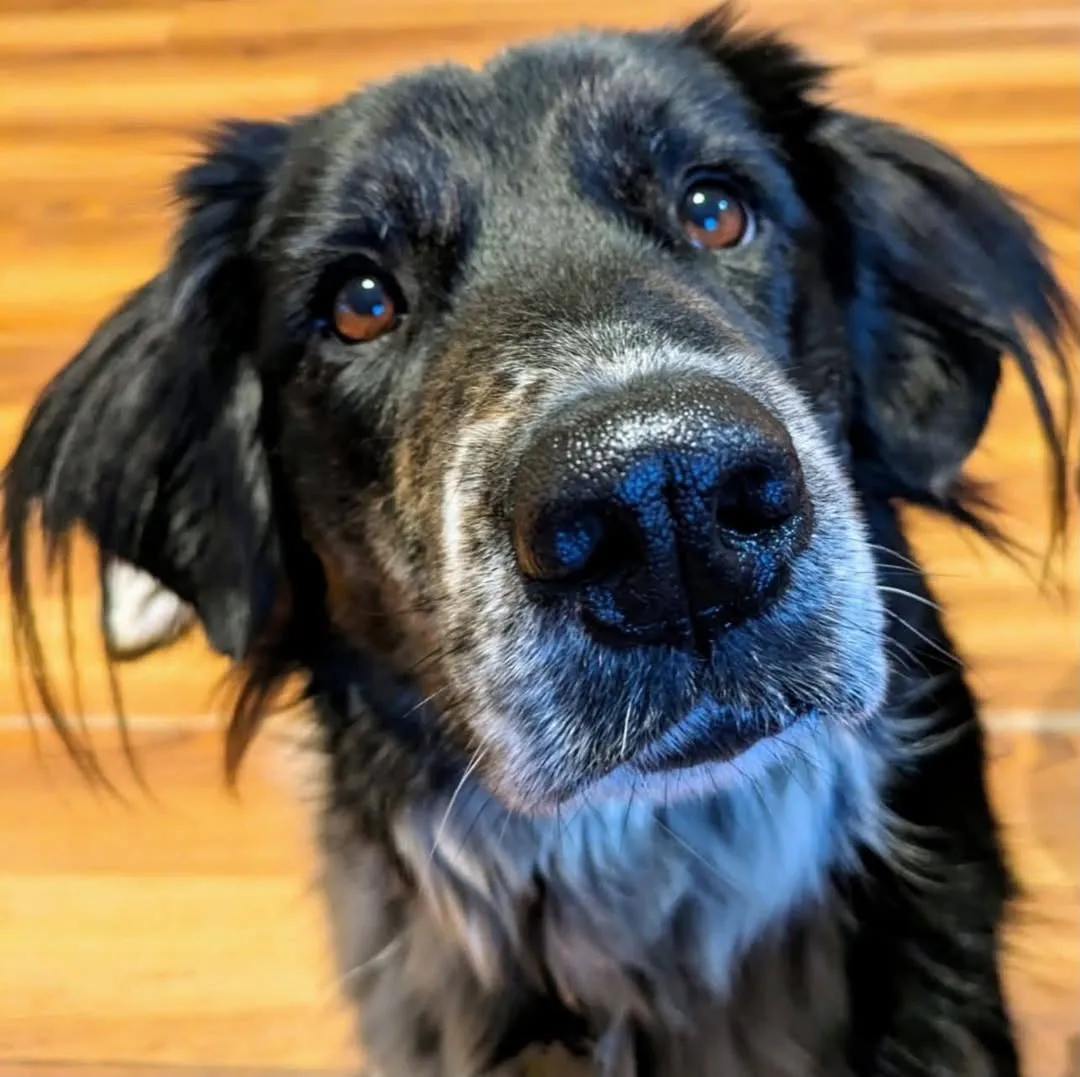 Found dog