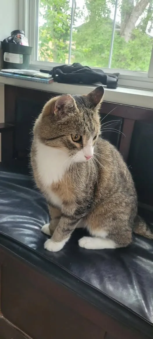 Found cat