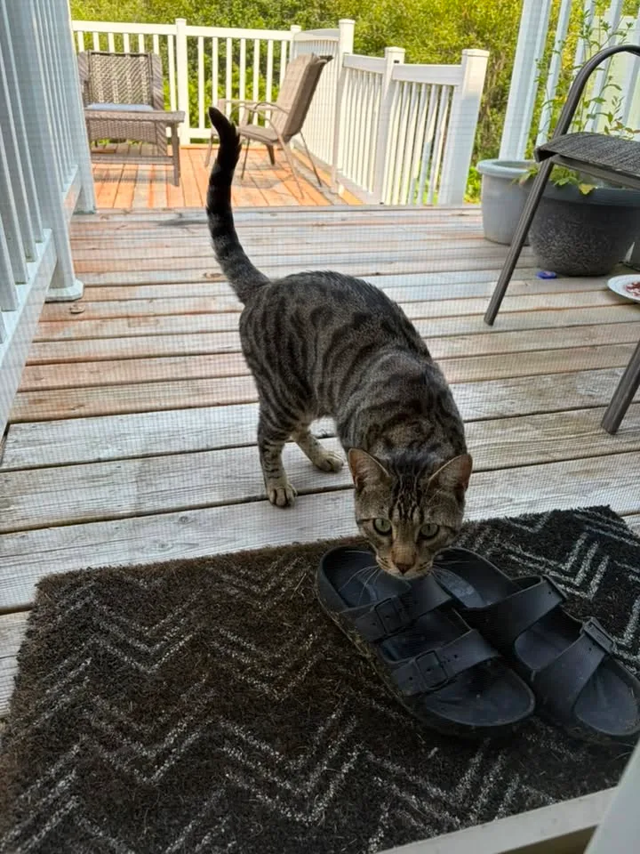 Found cat
