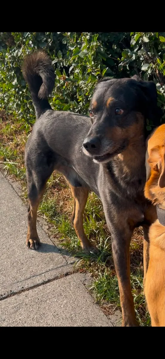Found dog