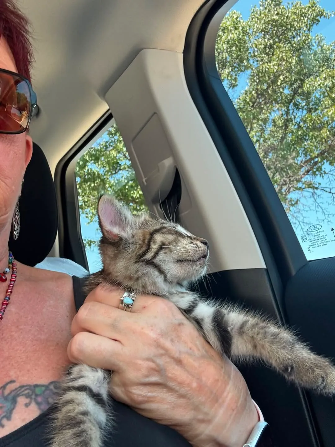 Found cat