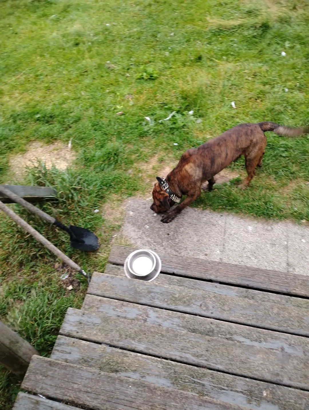 Found dog