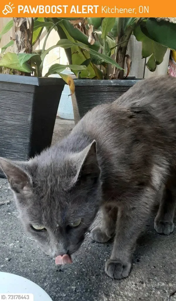Found cat