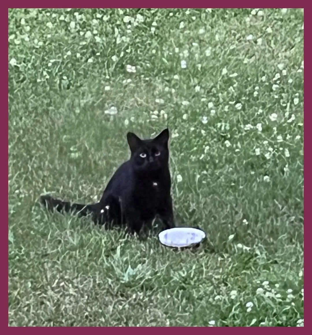 Found cat