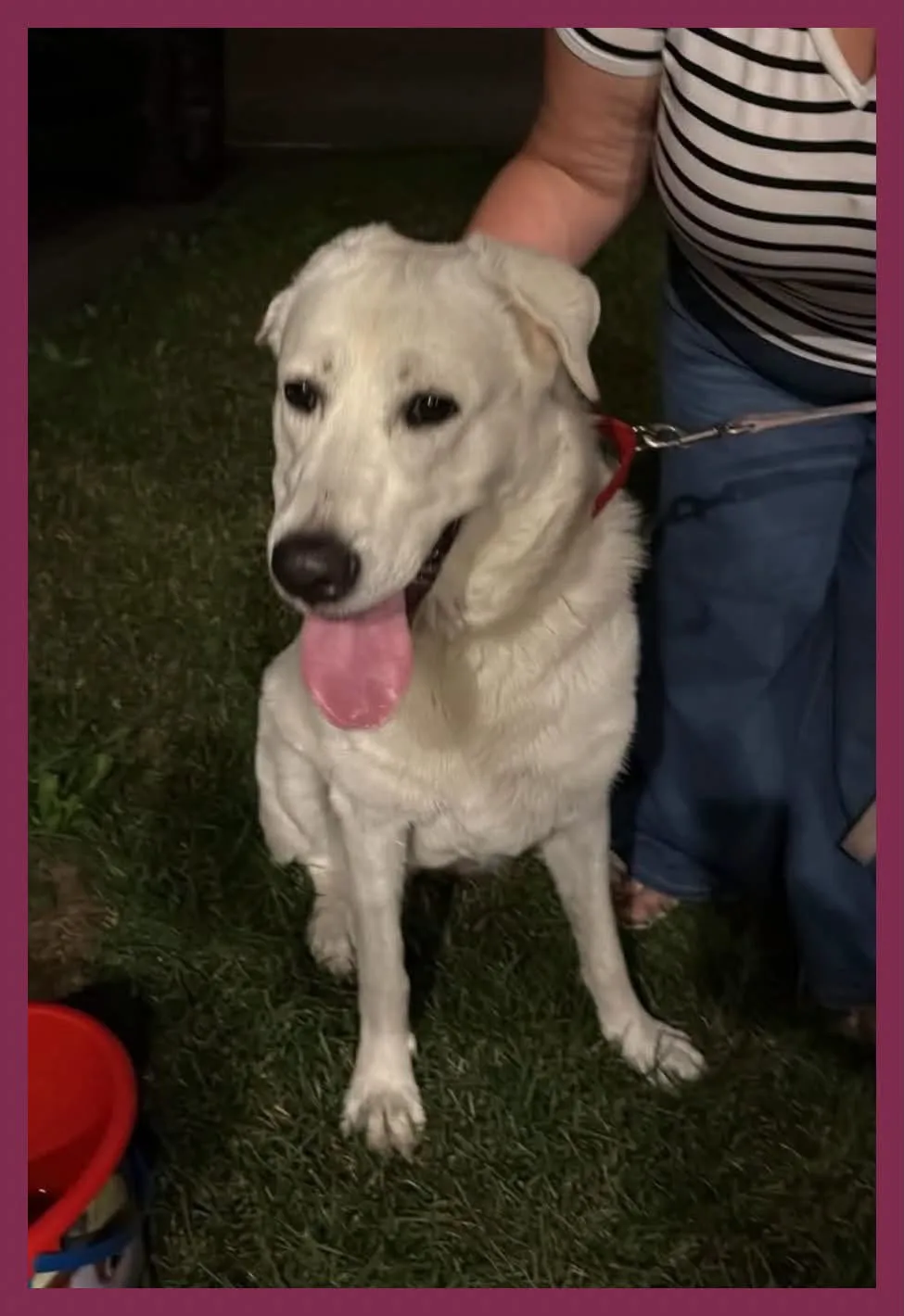 Found dog