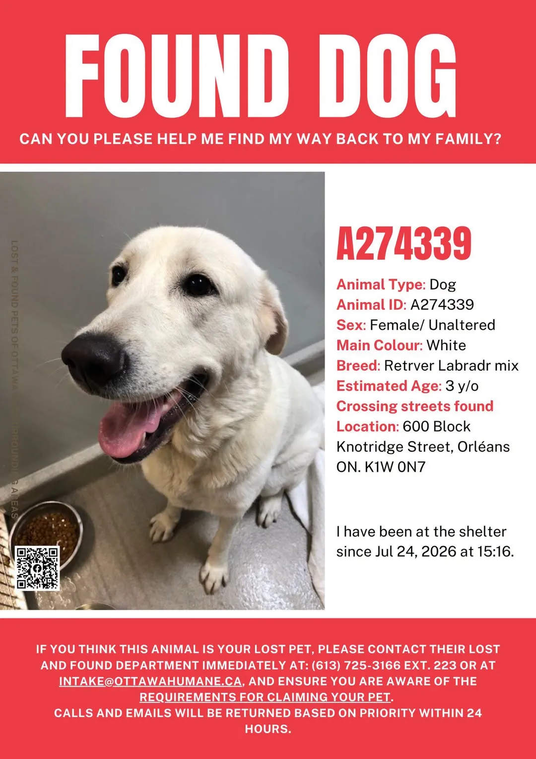 Found dog