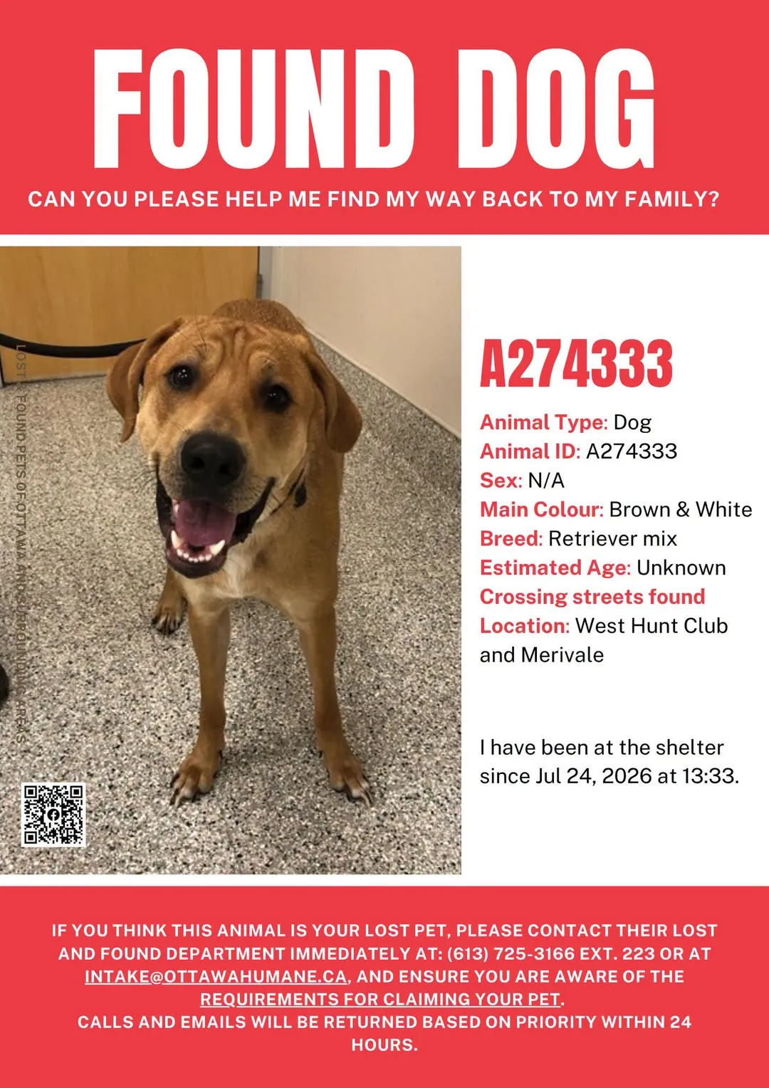 Found dog