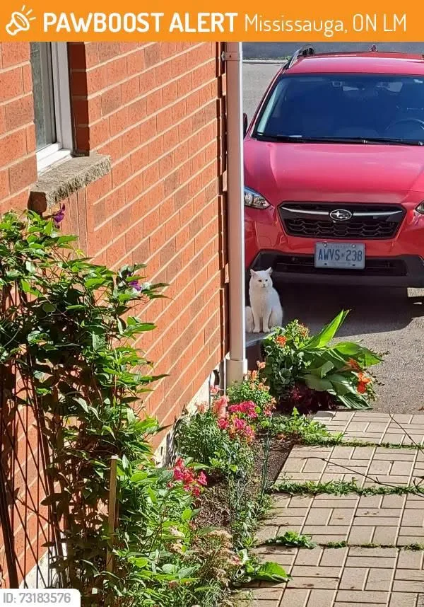 Found cat