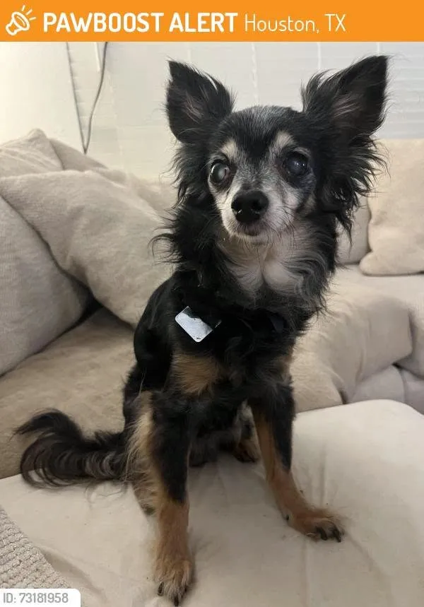 Found dog