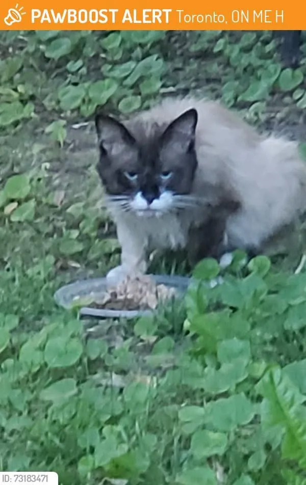Found cat