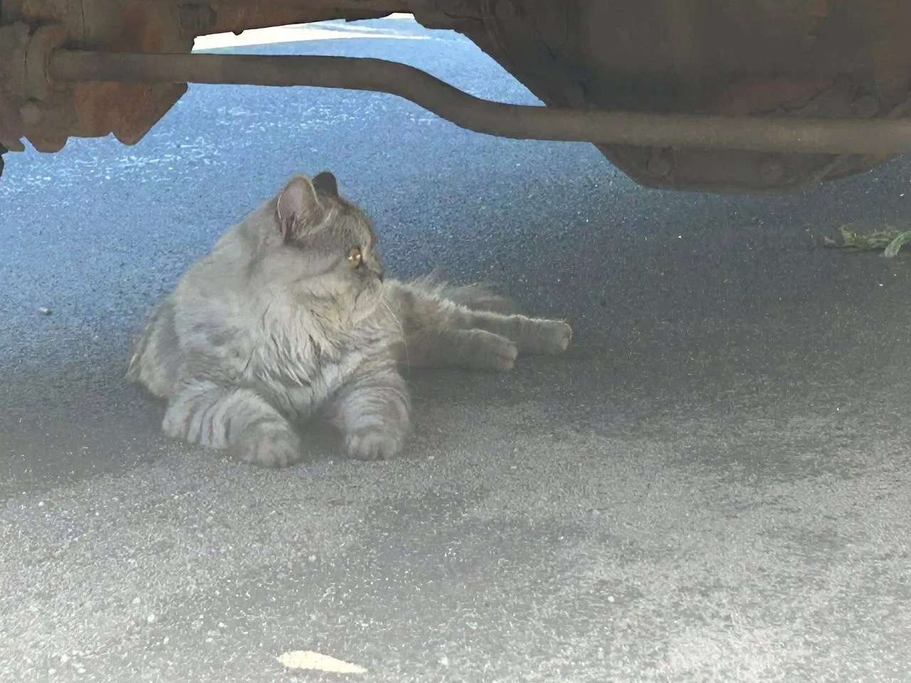 Found cat