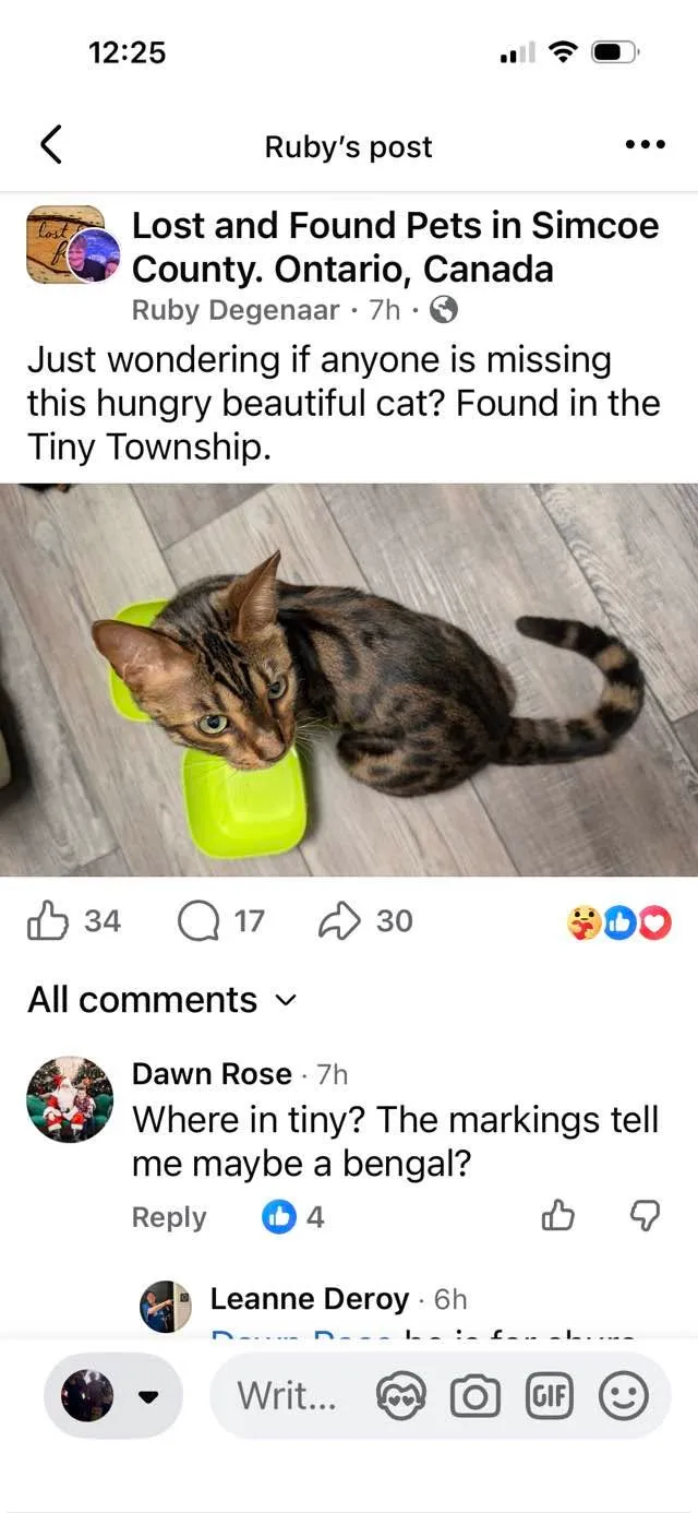 Found cat