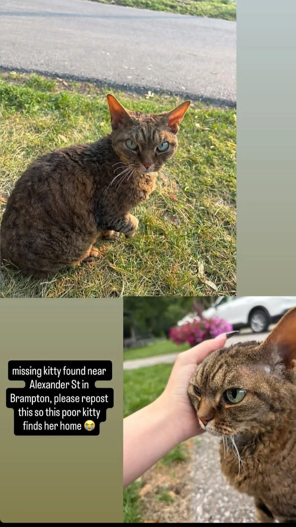 Found cat