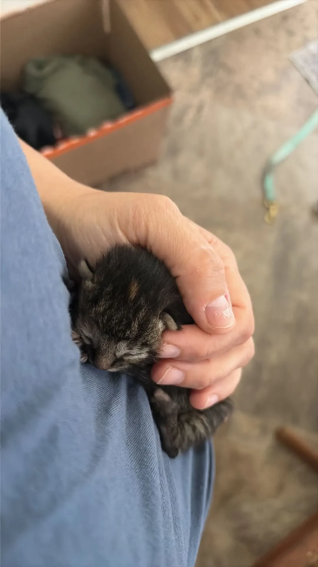 Found cat