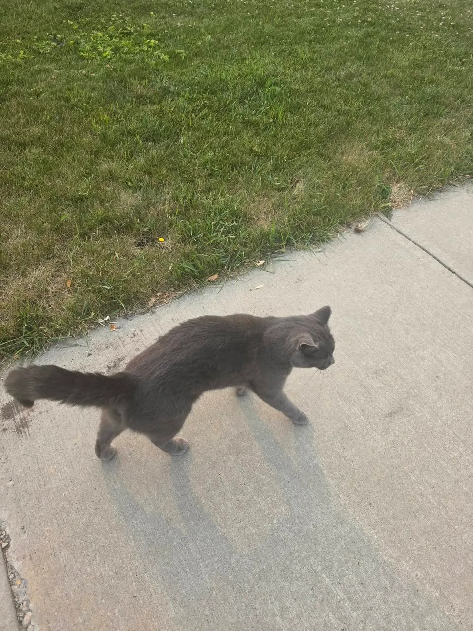 Found cat