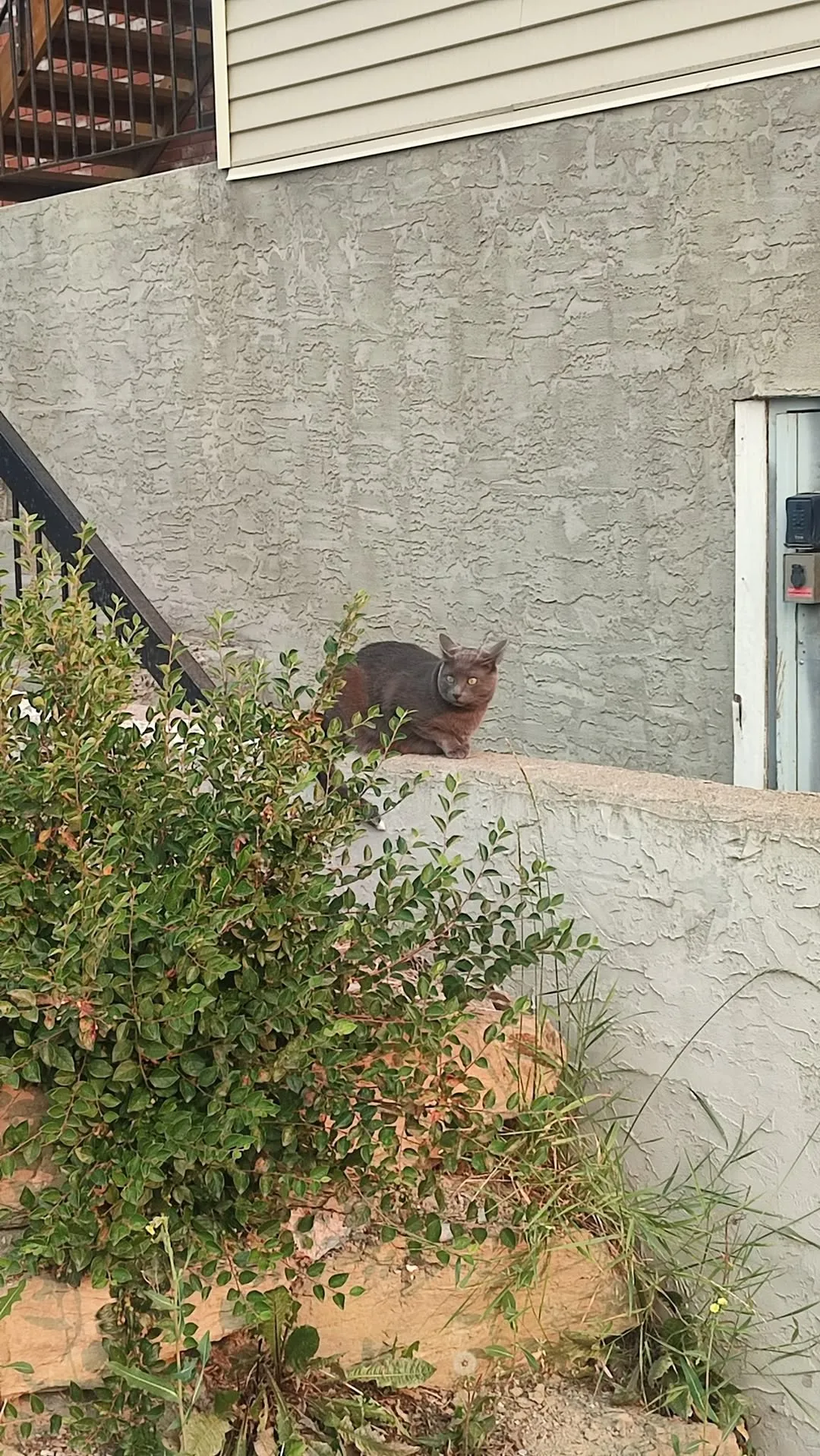 Found cat