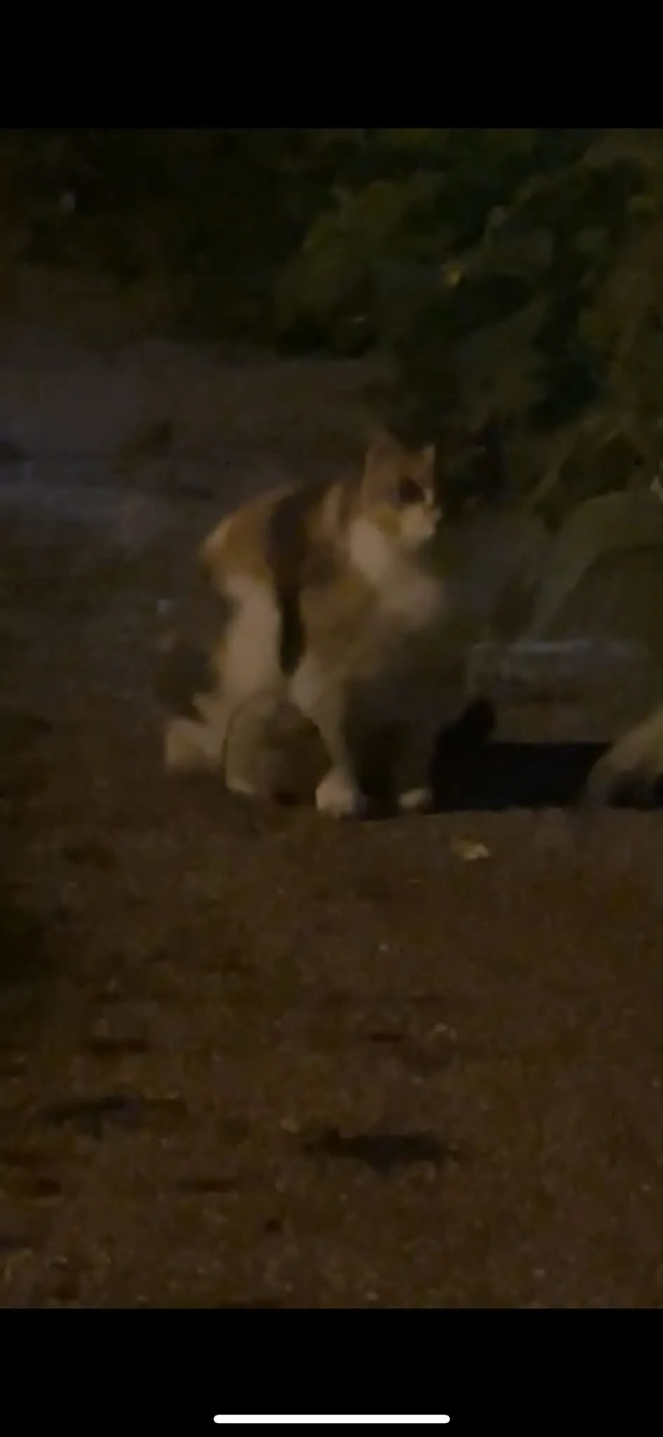 Found cat