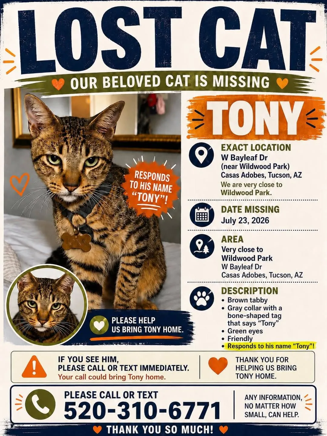 Lost cat