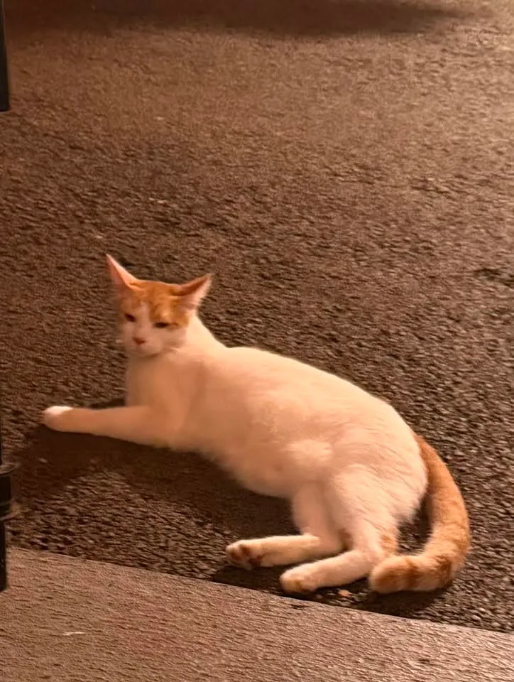 Found cat