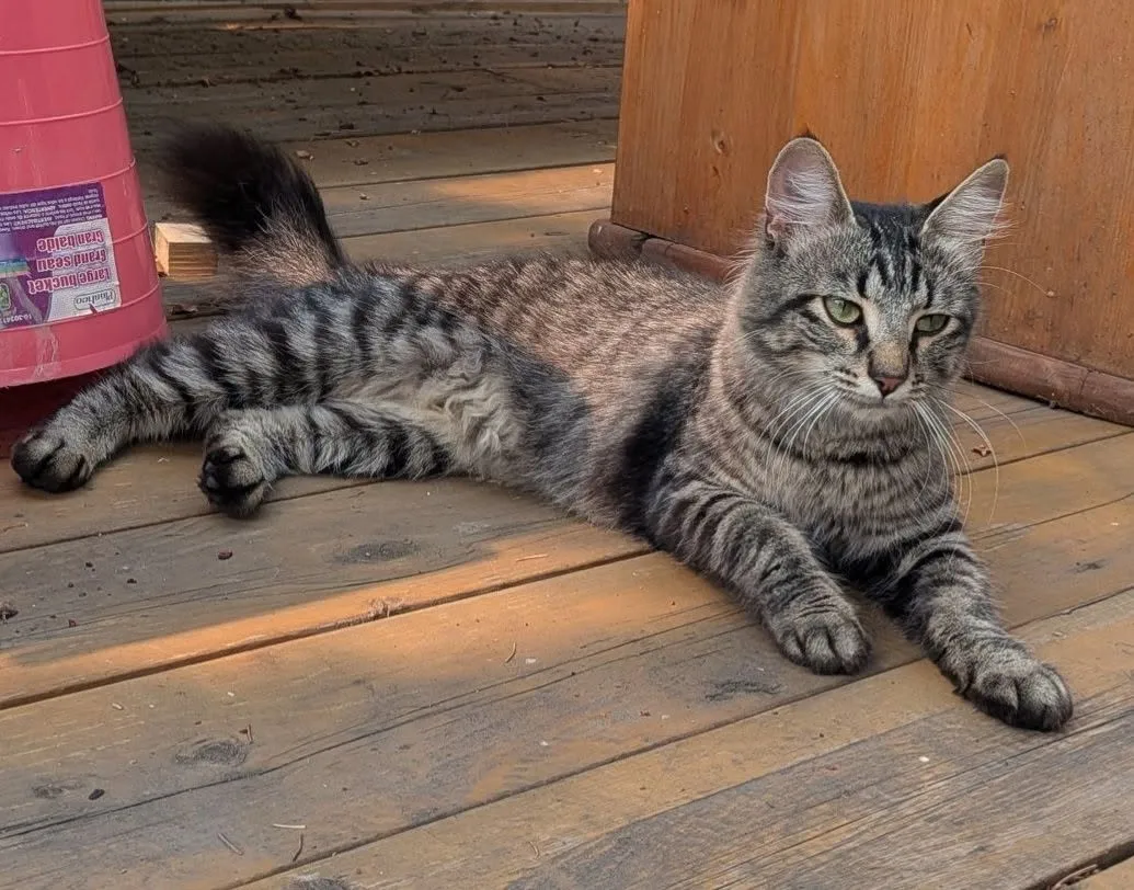 Found cat