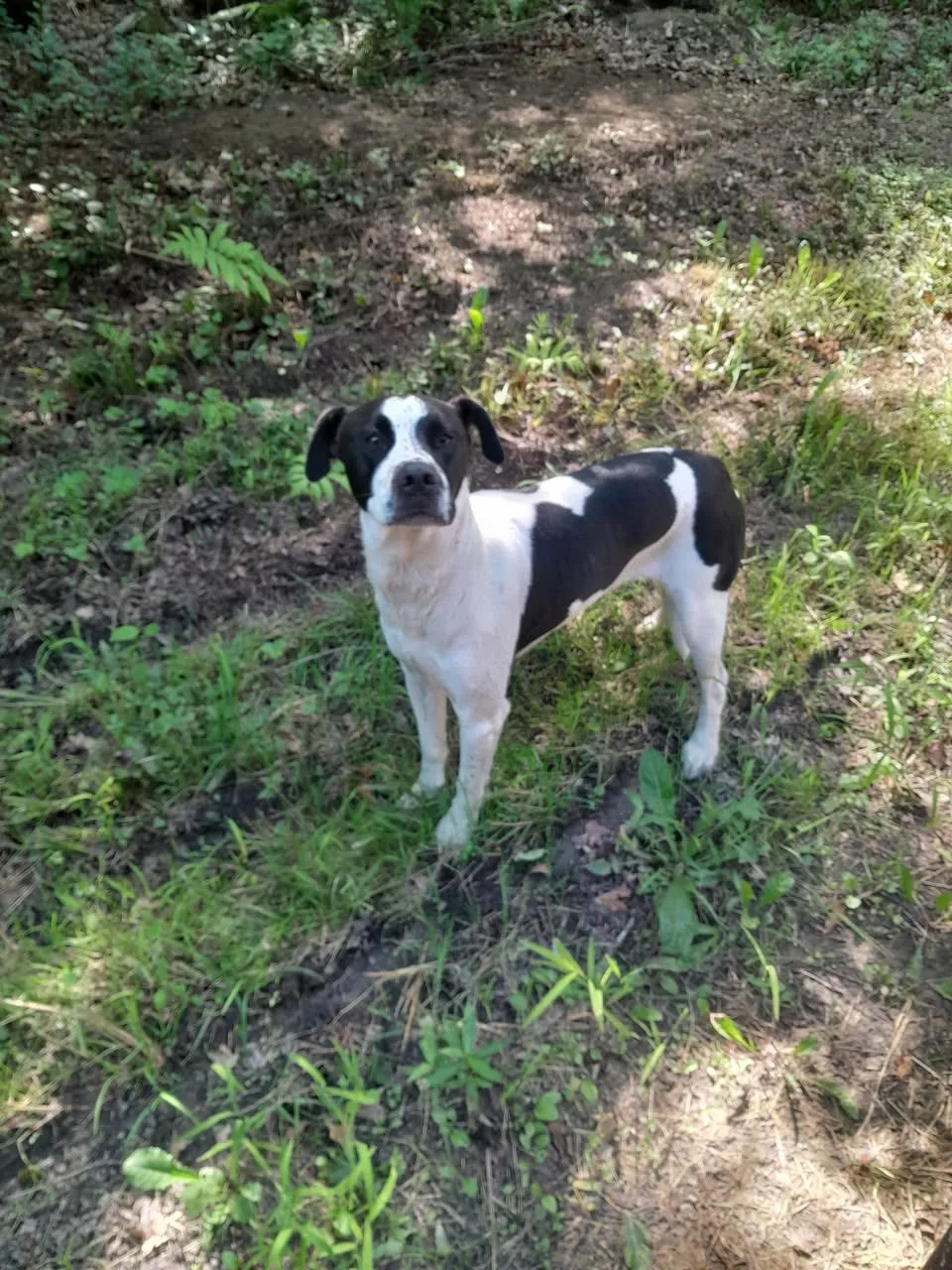 Found dog