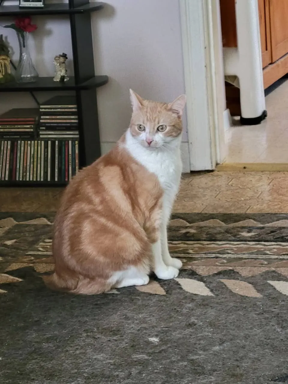 Lost cat