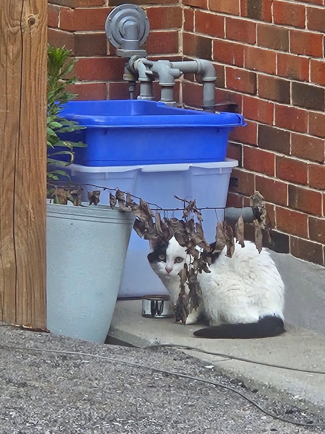 Found cat