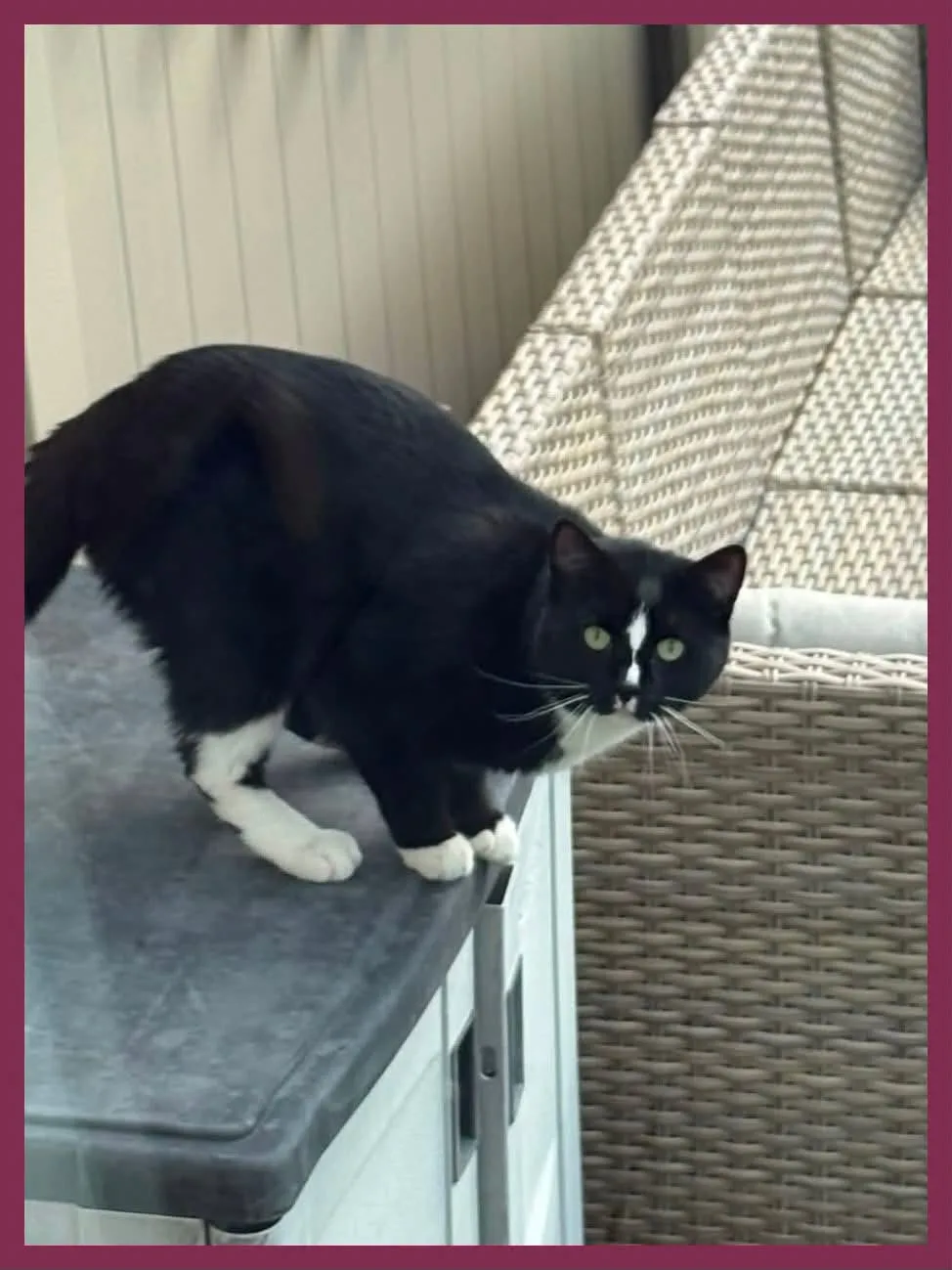 Found cat