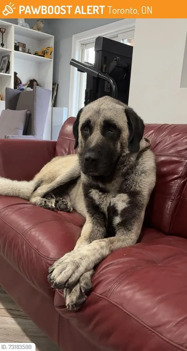 Found dog