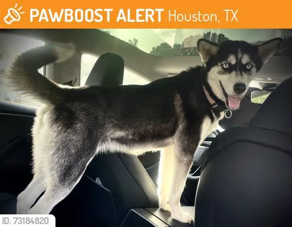 Found dog