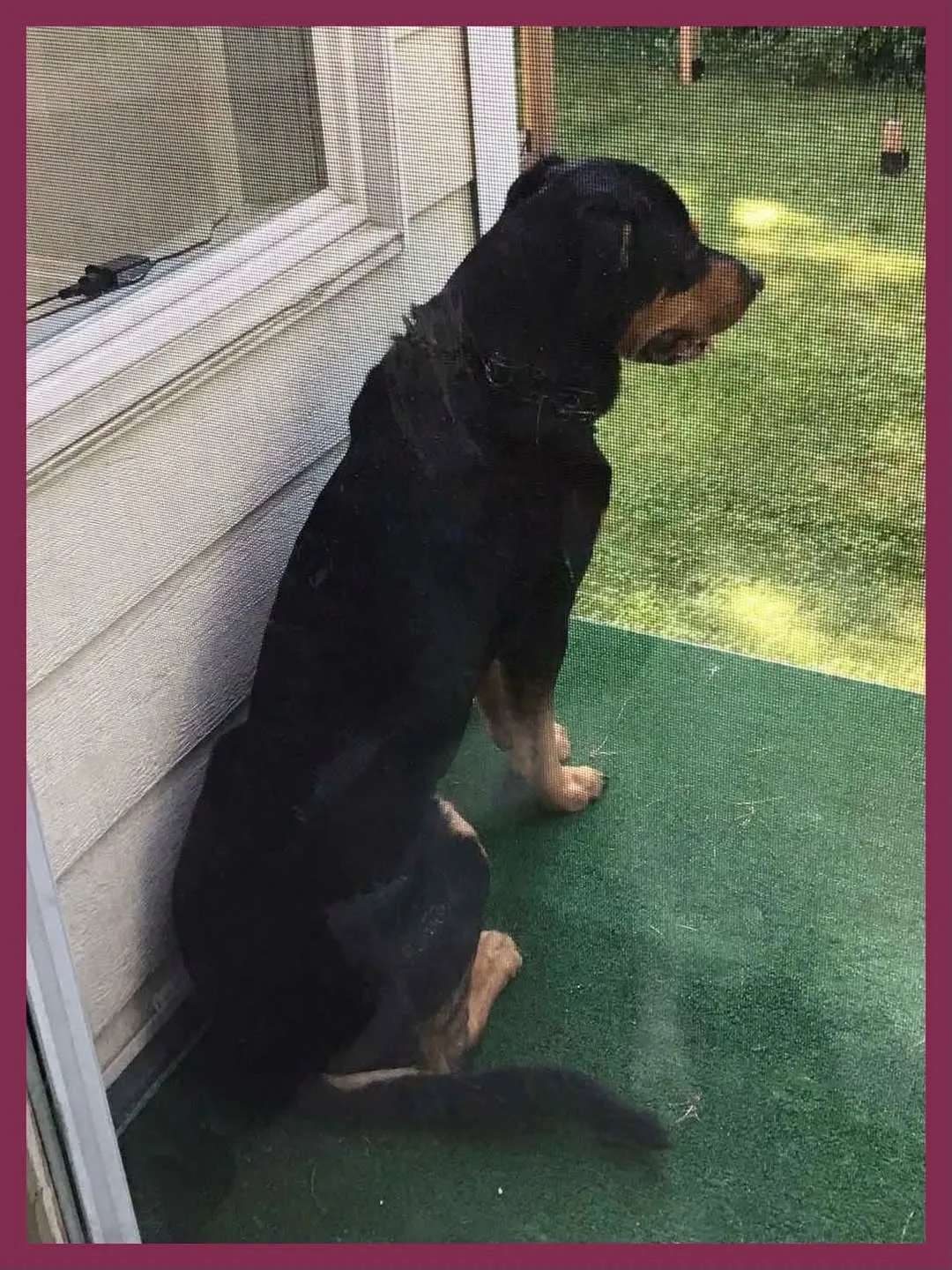 Found dog