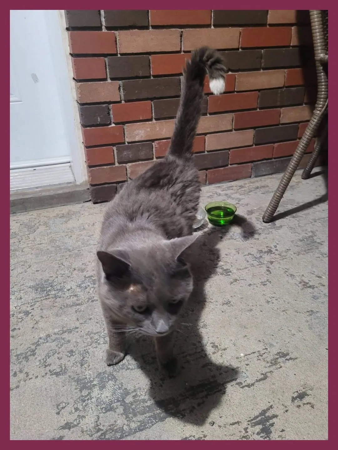 Found cat
