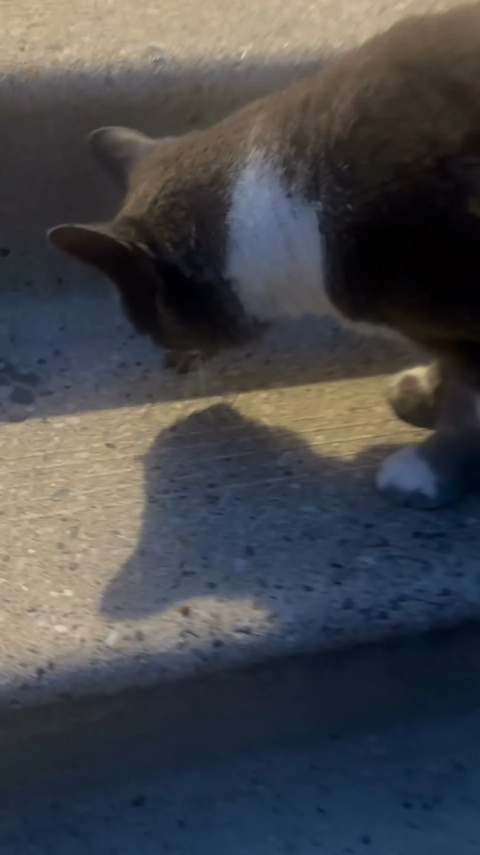 Found cat