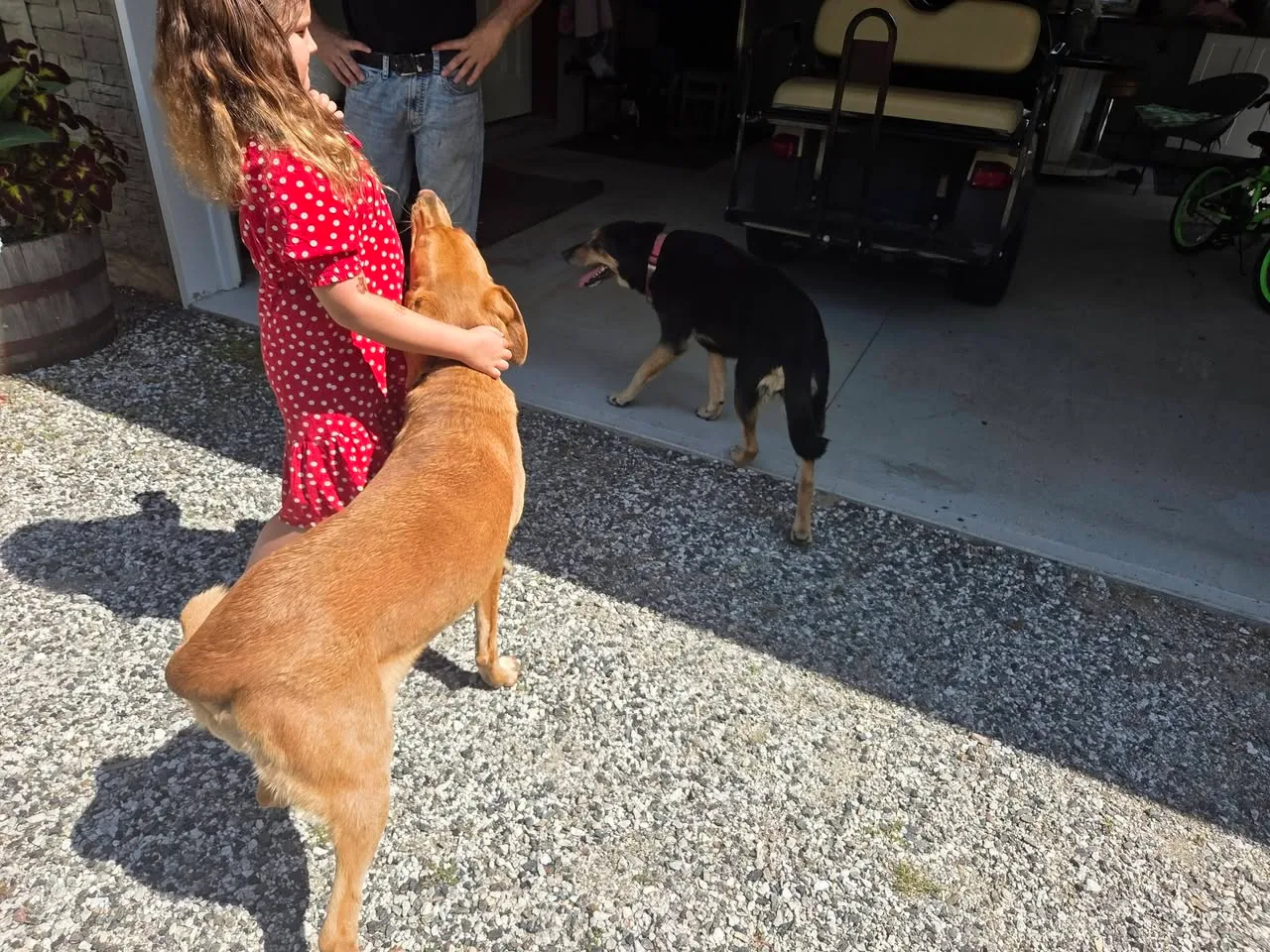 Found dog
