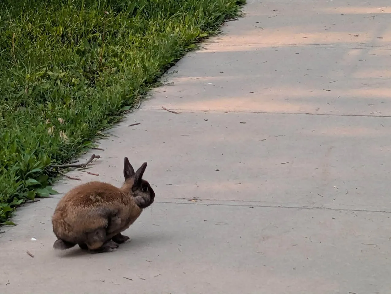 Found rabbit
