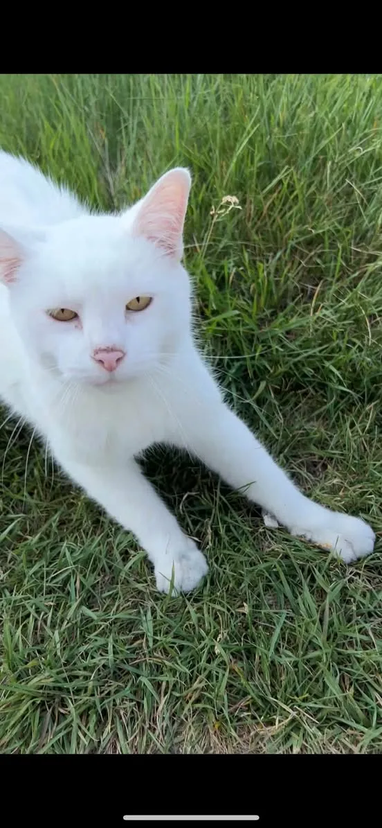 Found cat
