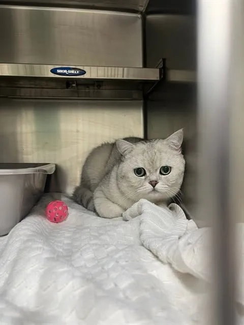 Found cat